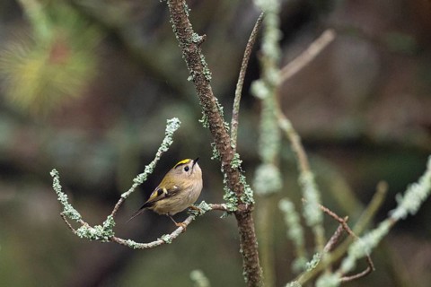 Goldcrest