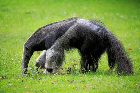 Giant anteater