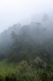 Green gorge with fog near Ribeiro Frio