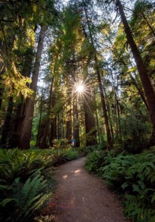 Hiking trail through forest with coast redwoods