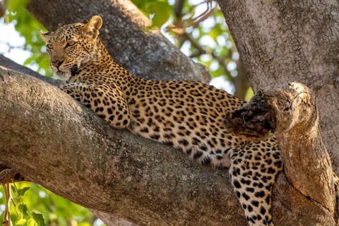 African leopard