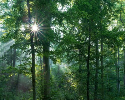 Beech forest flooded with light