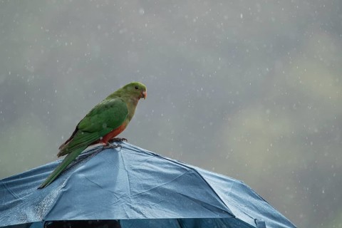 Australian king parrot