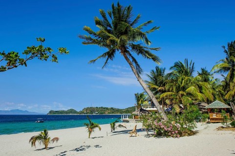 Empty sandy beach without tourists with coconut palm