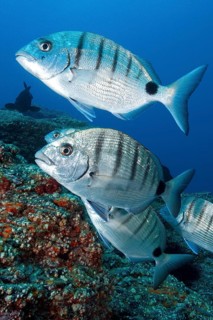 Lined striped sea bream