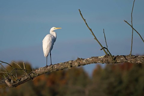 Great egret