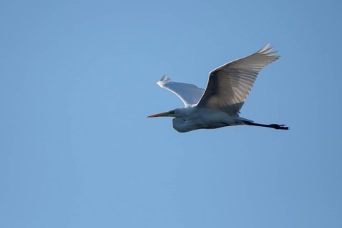 Great egret