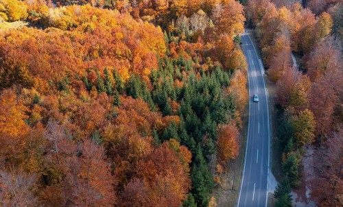 Autumnally coloured forest along the main road in Weissenbachtal