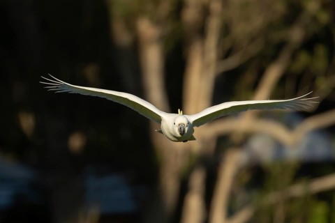 Sulphur-crested cockatoo
