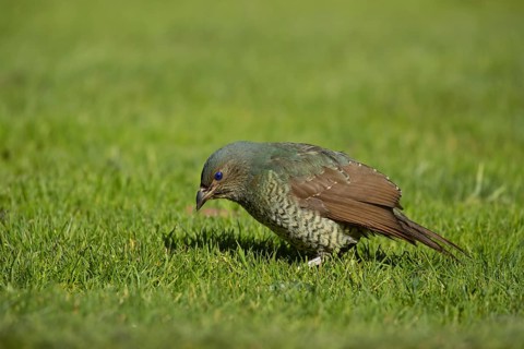 Satin bowerbird