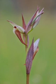 Serapias