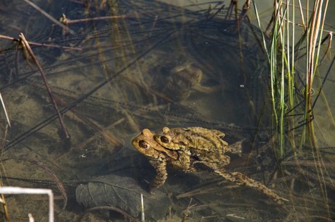 Common toad