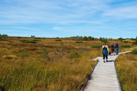 High moor and boardwalk
