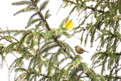 Goldcrest