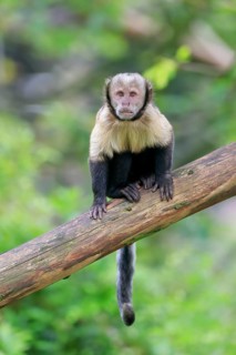 Golden-bellied capuchin