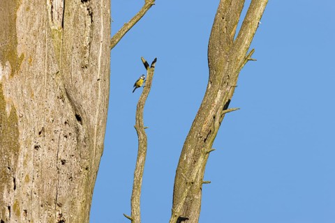 Blue tit