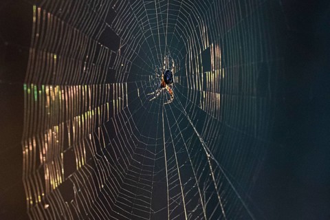 European garden spider