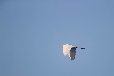 Great egret