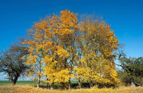 Norway maple