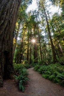 Hiking trail through forest with coast redwoods