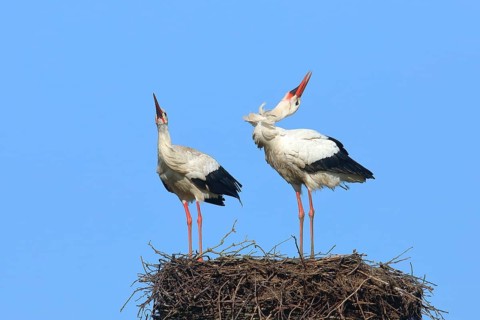 White stork