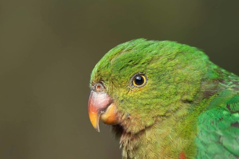 Australian King Parrot