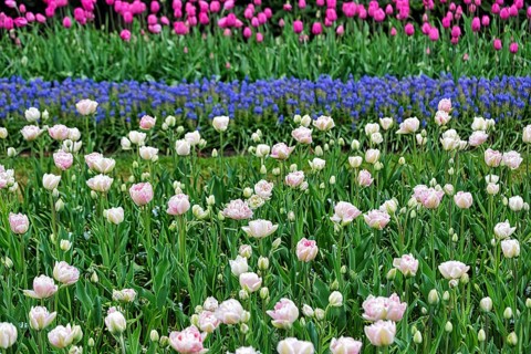 Pink tulips