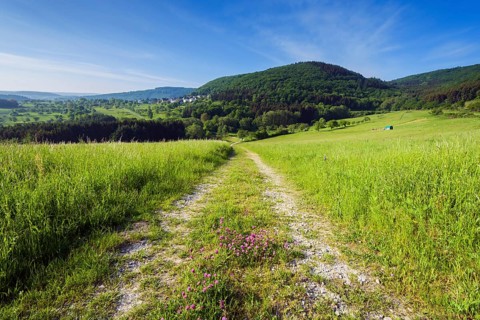 Field Path in Spring
