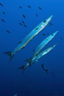 Group of european barracuda