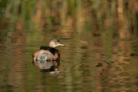 Australasian grebe
