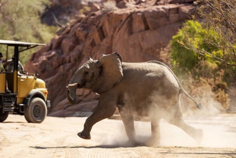 African Elephant