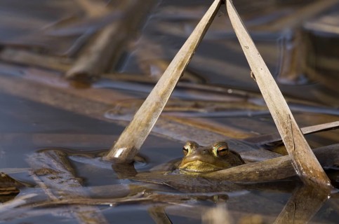Common toad