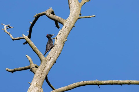 Black woodpecker