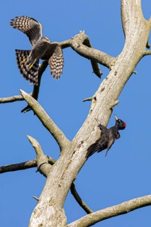 Eurasian sparrowhawk