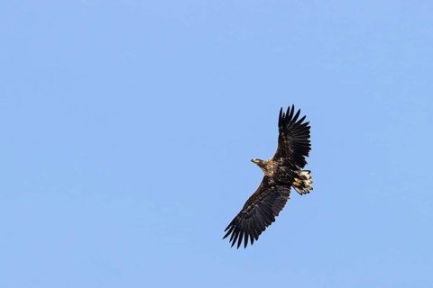 White-tailed eagle