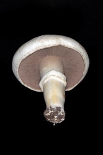 Freshly harvested white horse mushroom