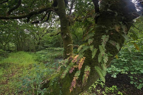 Sessile oak