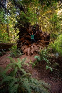 Young woman standing in the fallen trunk of a redwood tree