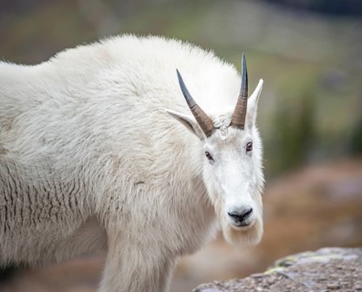 Mountain goat