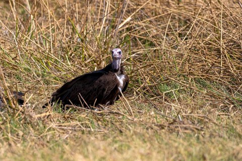 Hooded vulture
