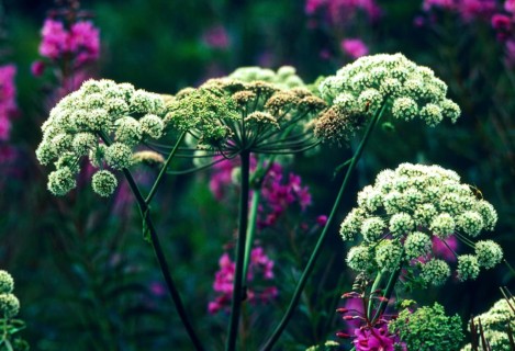 Masterwort