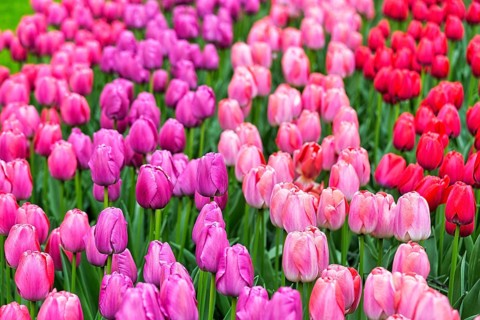 Tulips