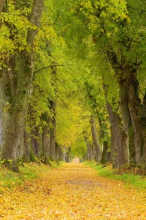 Lime Tree Avenue in Autumn