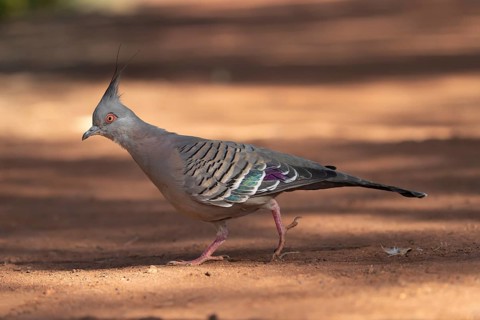Crested pigeon