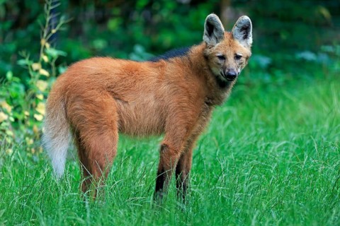 Maned wolf