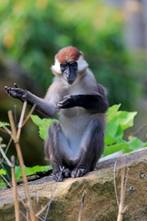 Collared mangabey