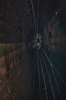 European garden spider