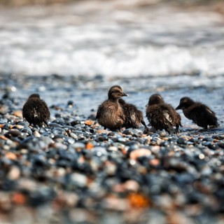Several common eiders