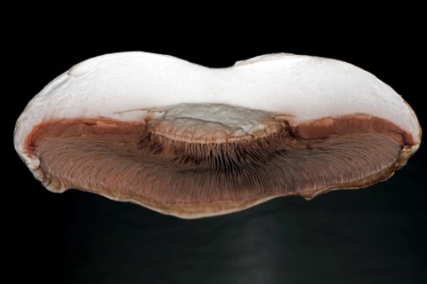Close-up of the brown lamellae of a halved horse mushroom