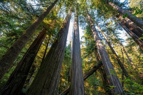 Coastal sequoia trees